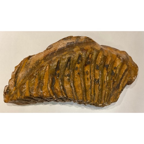 55 - Fossils - The Trent Valley

A large Steppe Mammoth (Mammuthus Trogontherii) tooth and tusk sections,... 