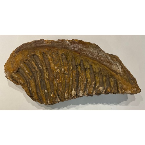 55 - Fossils - The Trent Valley

A large Steppe Mammoth (Mammuthus Trogontherii) tooth and tusk sections,... 