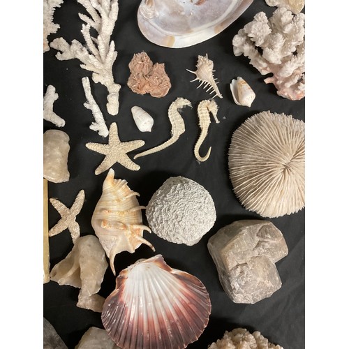 758 - Natural History - Conchology - Geology - a collection of sea shells, rock and mineral specimens, inc... 