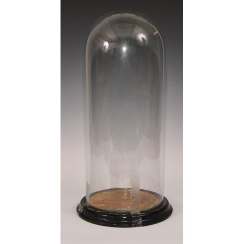 483 - A Victorian glass dome, ebonised base, 44.5cm high, c.1880