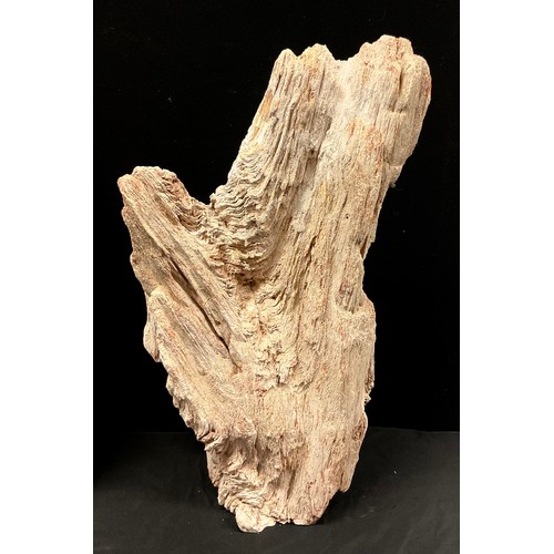 761 - Natural History - Palaeontology - a large section of fossilised wood, 64cm high, Madagascar; another... 