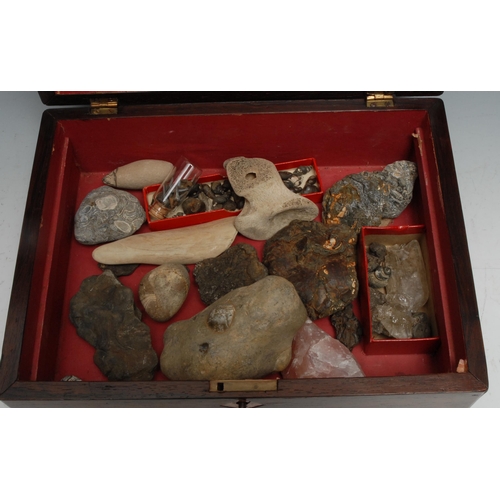 759 - Natural History - Palaeontology - a collection of fossils, samples and geological specimens, arrange... 