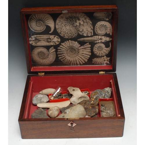 759 - Natural History - Palaeontology - a collection of fossils, samples and geological specimens, arrange... 