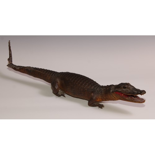 769 - Taxidermy - a juvenile crocodile, 74cm long