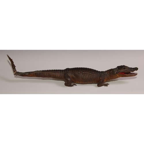 769 - Taxidermy - a juvenile crocodile, 74cm long