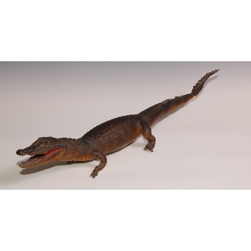 769 - Taxidermy - a juvenile crocodile, 74cm long