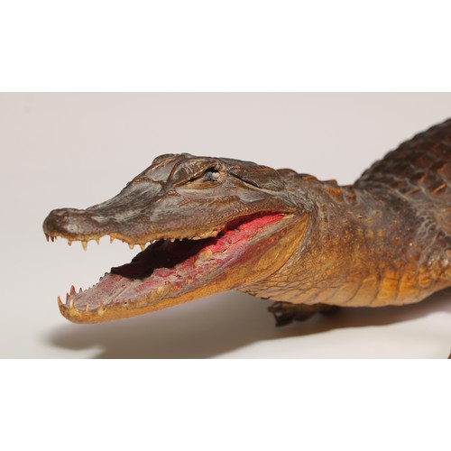 769 - Taxidermy - a juvenile crocodile, 74cm long