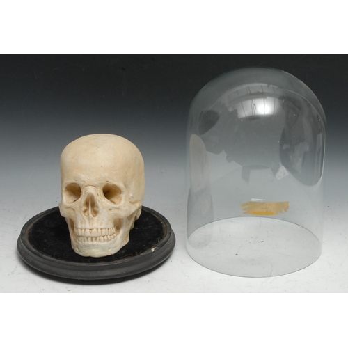 256 - The Macabre - a plaster skull, glass dome with ebonised base, 33cm high