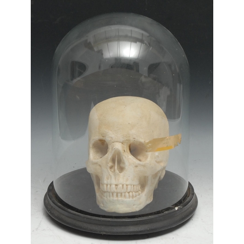 256 - The Macabre - a plaster skull, glass dome with ebonised base, 33cm high