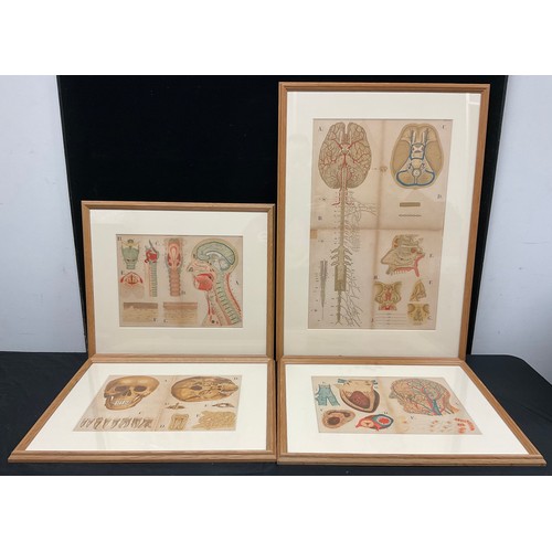 874 - After R.E. Clarke (early 20th century), a set of four anatomical, skeletal and muscular chart diagra... 