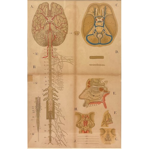 874 - After R.E. Clarke (early 20th century), a set of four anatomical, skeletal and muscular chart diagra... 