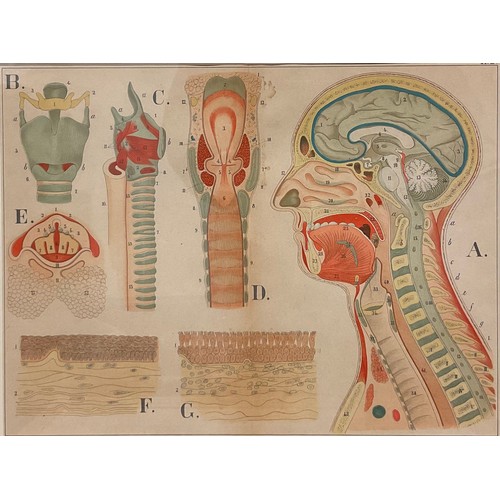 874 - After R.E. Clarke (early 20th century), a set of four anatomical, skeletal and muscular chart diagra... 