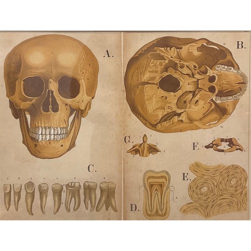 874 - After R.E. Clarke (early 20th century), a set of four anatomical, skeletal and muscular chart diagra... 