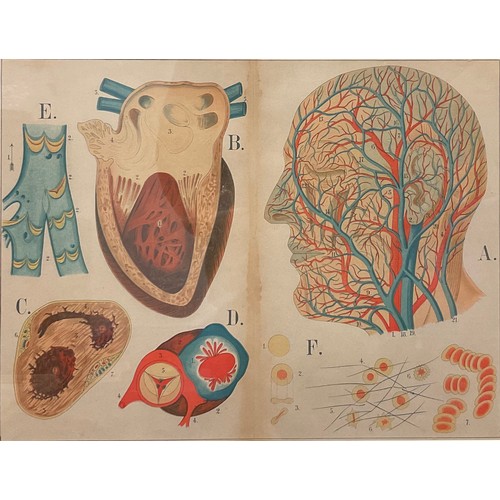 874 - After R.E. Clarke (early 20th century), a set of four anatomical, skeletal and muscular chart diagra... 