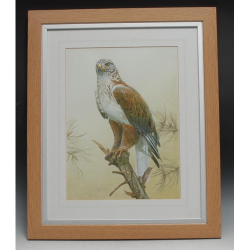 901 - John Eastley
Bird of Prey
signed, watercolour and gouache, 39cm x 29cm