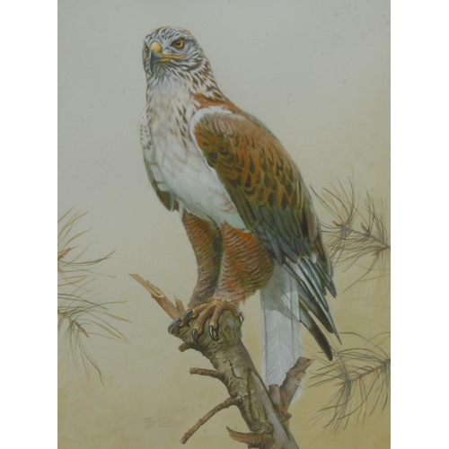 901 - John Eastley
Bird of Prey
signed, watercolour and gouache, 39cm x 29cm