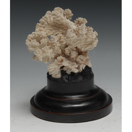 750 - Natural History - a coral specimen, mounted for display, 16cm high overall