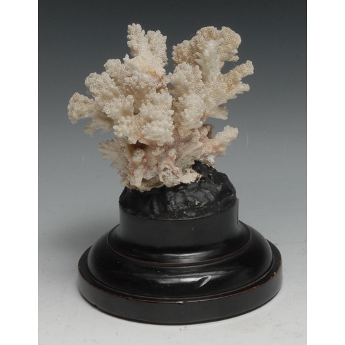 750 - Natural History - a coral specimen, mounted for display, 16cm high overall