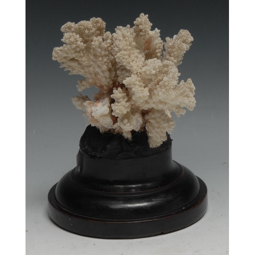 750 - Natural History - a coral specimen, mounted for display, 16cm high overall