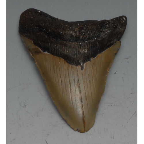 764 - Palaeontology - a  fossilised megalodon tooth, 10.5cm long