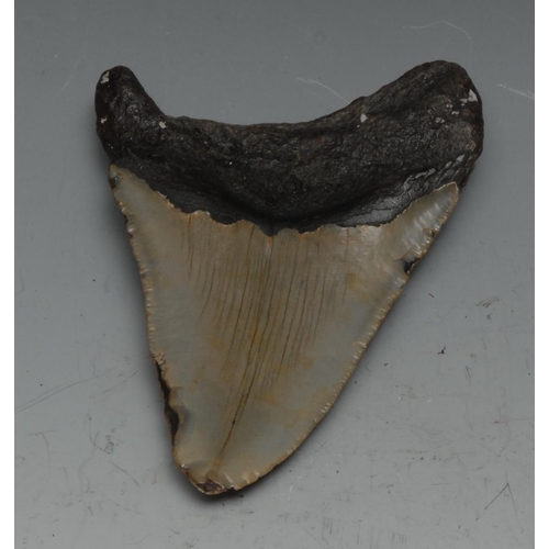 764 - Palaeontology - a  fossilised megalodon tooth, 10.5cm long