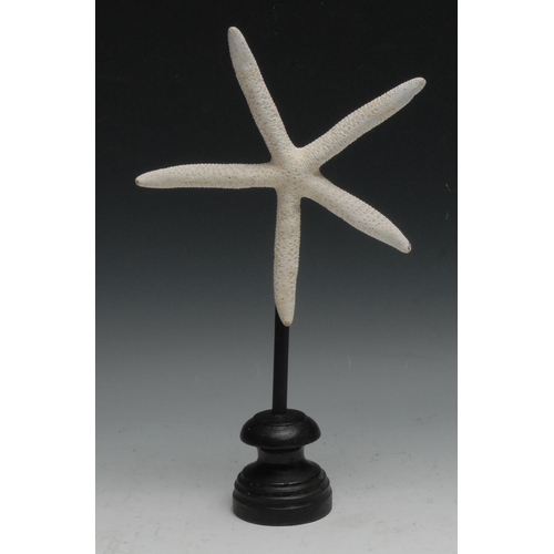 756 - Natural History - a starfish specimen (asteroidea), mounted for display, 31.5cm high overall