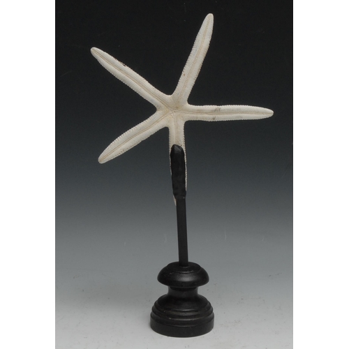 756 - Natural History - a starfish specimen (asteroidea), mounted for display, 31.5cm high overall