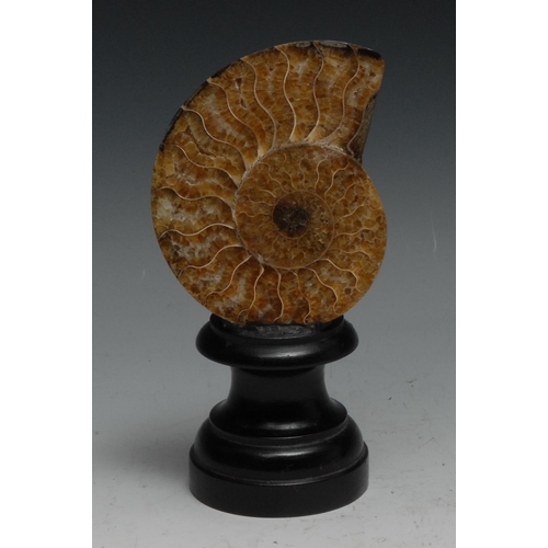 767 - Palaeontology - a polished ammonite section, mounted for display, 15cm high overall