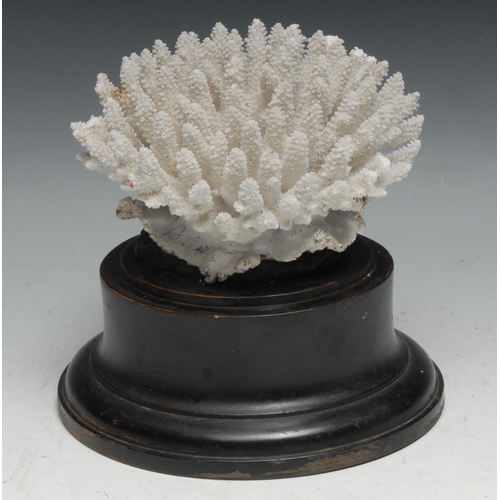 749 - Natural History - a coral specimen, mounted for display, 14cm diam