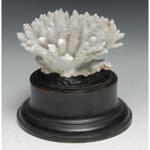 749 - Natural History - a coral specimen, mounted for display, 14cm diam