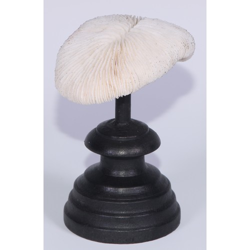 748 - Natural History - a coral specimen, mounted for display, 12cm high overall