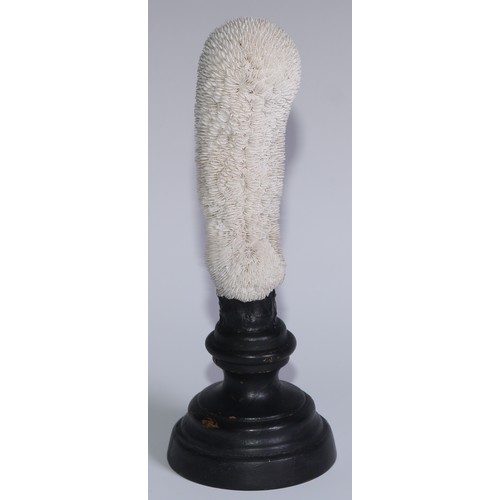 751 - Natural History - a coral specimen, mounted for display, 21.5cm high overall