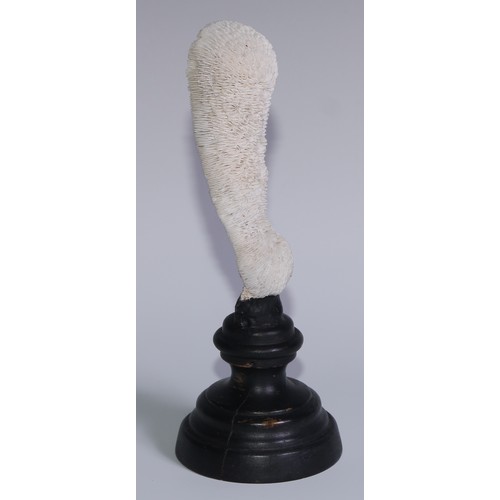 751 - Natural History - a coral specimen, mounted for display, 21.5cm high overall