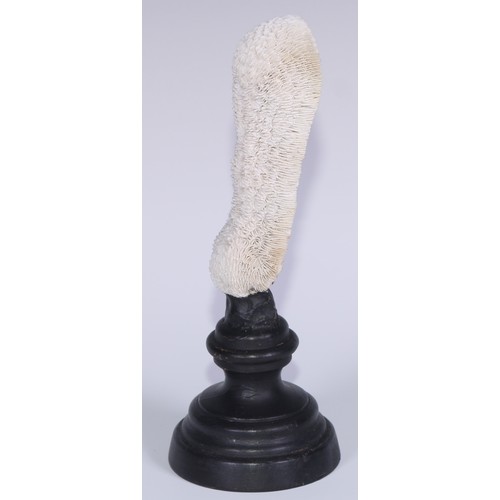 751 - Natural History - a coral specimen, mounted for display, 21.5cm high overall