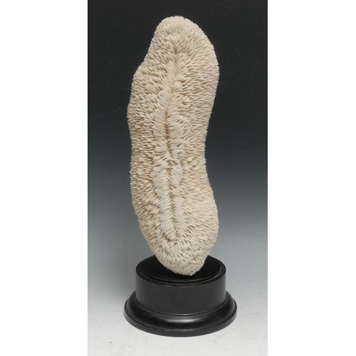 754 - Natural History - a large coral specimen, mounted for display, 37cm high overall