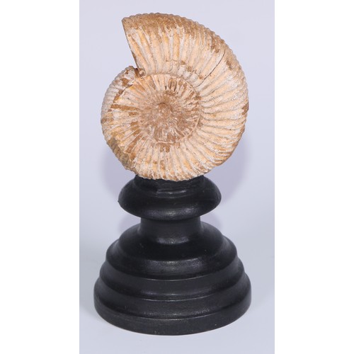 768 - Palaeontology - an ammonite fossil, mounted for display, 14cm high overall