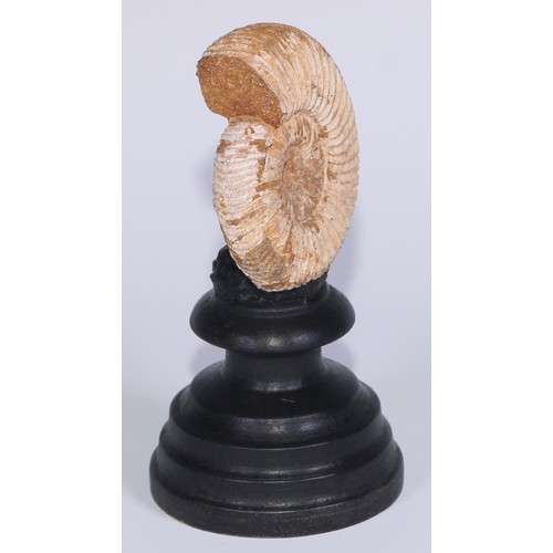 768 - Palaeontology - an ammonite fossil, mounted for display, 14cm high overall