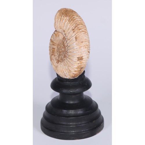 768 - Palaeontology - an ammonite fossil, mounted for display, 14cm high overall