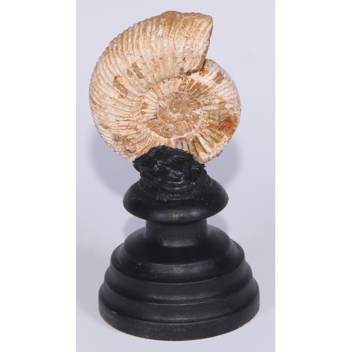 768 - Palaeontology - an ammonite fossil, mounted for display, 14cm high overall