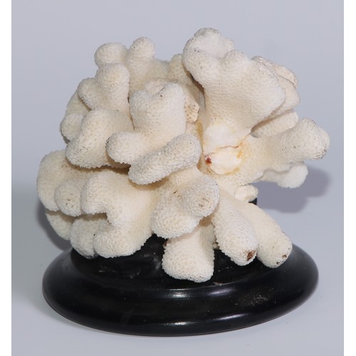 752 - Natural History - a coral specimen, mounted for display, 9cm diam