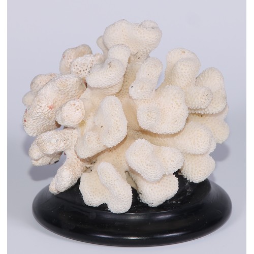 752 - Natural History - a coral specimen, mounted for display, 9cm diam