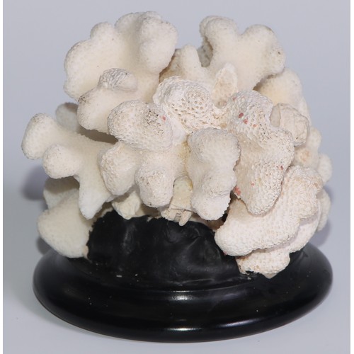 752 - Natural History - a coral specimen, mounted for display, 9cm diam