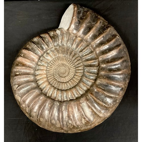 766 - Palaeontology - a large  ammonite (paracoroniceras) fossil, 44cm diam, Jurassic Coast, Dorset