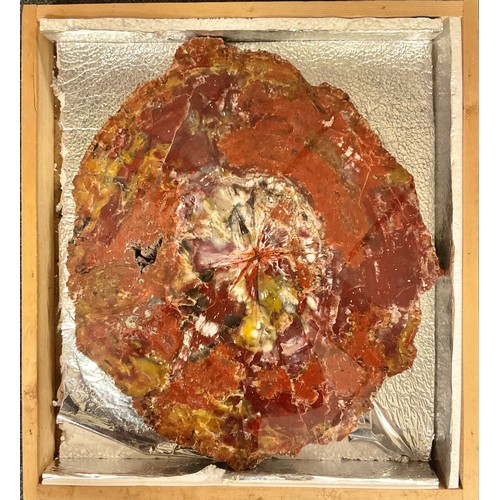 755 - Natural History - a large transverse section of rainbow coloured petrified wood, 53cm x 46cm, Arizon... 