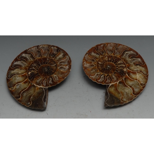 765 - Palaeontology - a bisected and polished ammonite (cleoniceras besarei) fossil pair, 11.5cm wide, Alb... 