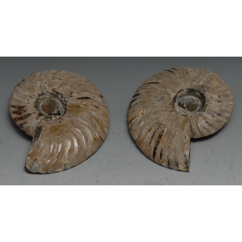 765 - Palaeontology - a bisected and polished ammonite (cleoniceras besarei) fossil pair, 11.5cm wide, Alb... 