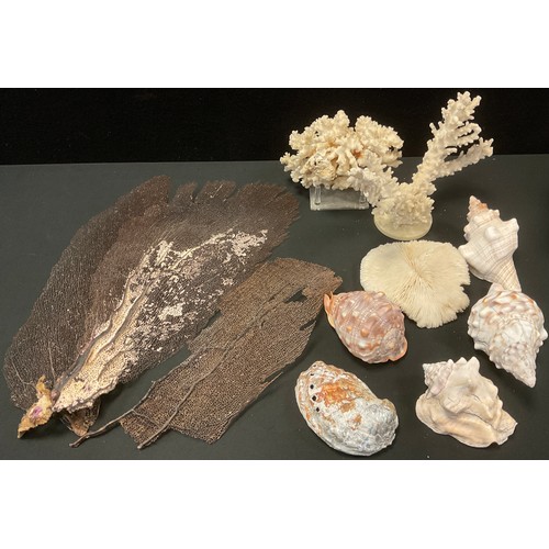 209 - Natural History - Conchology - a collection of exotic sea shells & coral inc fan coral, mushroom, co... 