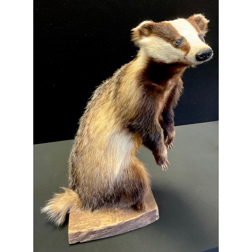 247 - A Taxidermy Badger, Rearing up on hind legs, plank plinth base, 55cm high