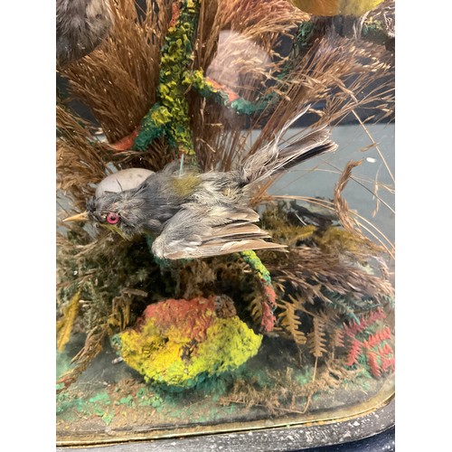 248 - Taxidermy - a Victorian glass domed montage, seven exotic birds, oval gilt base, 37cm high, another ... 