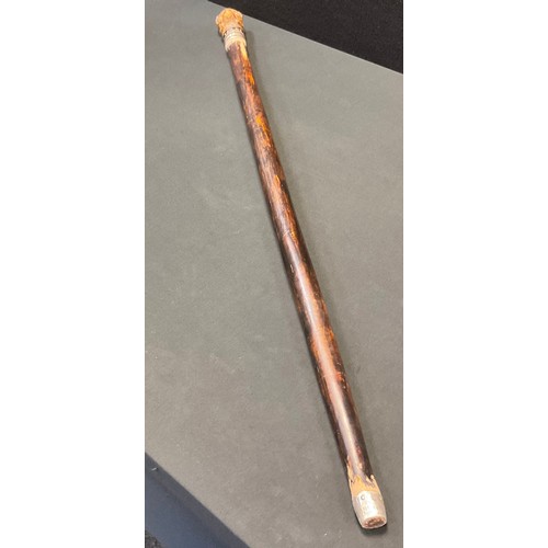 231 - A French Bulldog handled walking stick, well defined and painted handle, slightly tapering hardwood ... 